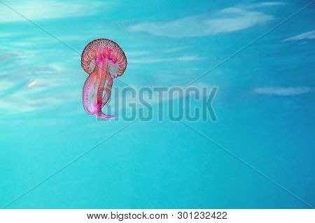 Pink Jellyfish Swimming In A Turquoise Sea Near The Surface, Pelagia Noctiluca, Luminescent Acalefo.