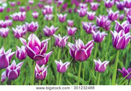 Violet Tulips With White Border In The Form Of Lilies. Gesner's Tulip From The Lily Family.