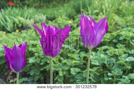 Violet Tulips In The Form Of Lilies. Gesner's Tulip From The Lily Family.