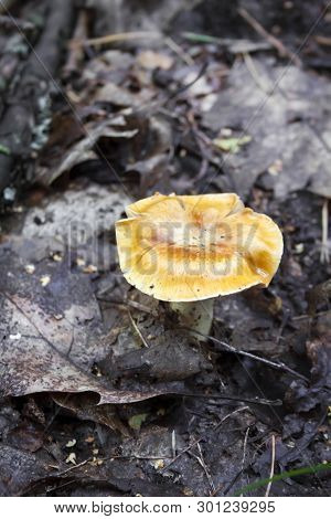 Wild Uneatable Mushroom In Autumn Forest Among Dry Fallen Leaves