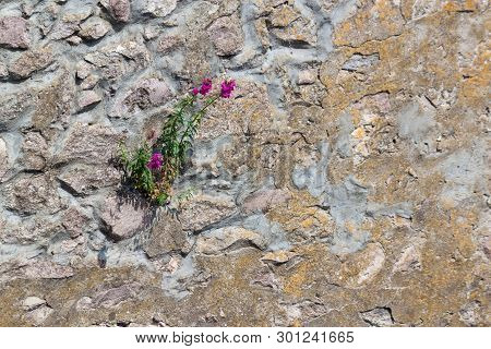 Ancient Wall Made Of Natural Rocks With Frowers Between Blocks.