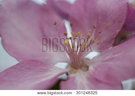 Beautiful Delicate Pink Flower Of Apple, Macro
