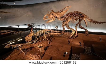 Fukui, Japan - February 22 2016, Triceratops Fossil At Fukui Prefectural Dinosaur Museum, Triceratop