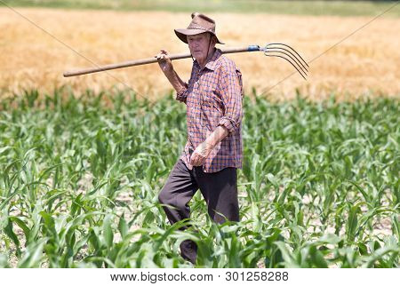 Agricultural And Food Concept. Old Peasant Standing In Corn Field And Carring Hayfork