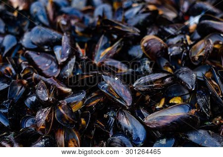 Fresh Mussels At Grill Pan. Seafood Barbecue Outdoors. Picnic Healthy Food, Mussels In Shells. Plent
