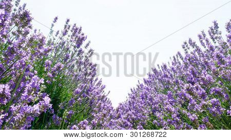 Violet Lavender Field For Your Floral Background On Horizontal Web Header Or Banner. Summer Season F