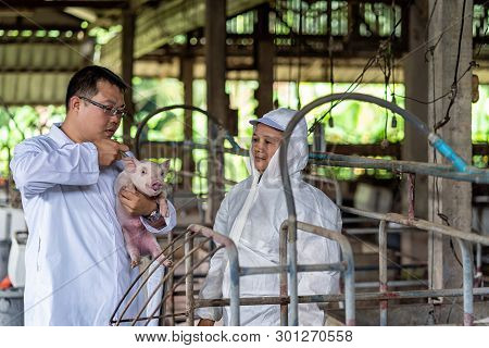 Asian Veterinarian With Assistant Holding For Checking And Inject The Baby Pig In Hog Farms, Animal 