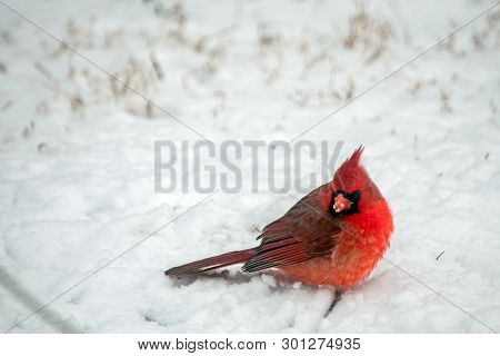A Vibrant Red Male Cardinal With A Little Snow On Its Beak Makes A Pretty Picture With A Bokeh Backg