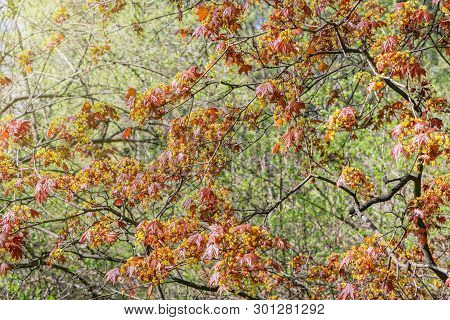 Maple Tree Branches In The Ciry Park At Spring Day Time.
