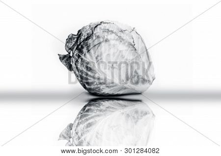 Raw Organic Cabbage Or Brassica Oleracea Var. Capitata Or Kale Isolated On White With Its Reflection