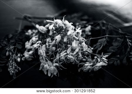 Ayurvedic Herb Drumstick Flowers Along With Some Leaves On Wooden Surface.