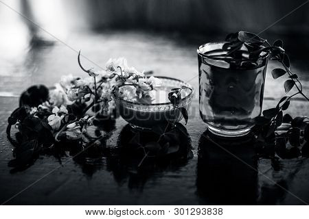 Bunch Of Flowers Of Drumstick On Wooden Surface Along With Its Extracted Water Or Tincture In A Glas