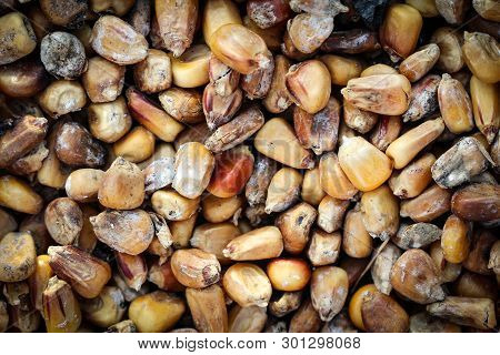 Old Rancid Yellow Orange Corn Kernels Left Over From Last Autumn