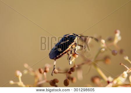 A Bug Or Beetle On A Plant