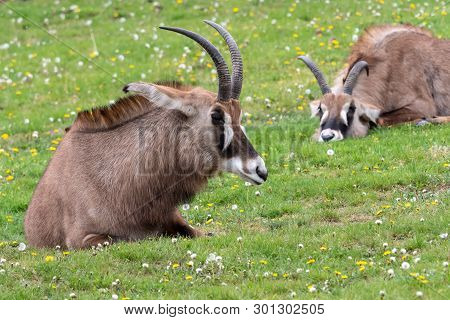 Roan Antelope (hippotragus Equinus). Detail Portrait Of Antelope, Head With Big Ears And Antlers.