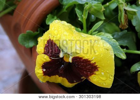 Viola Tricolor Flower. Home Grown Viola Tricolor. Flowers After Rain. Raindrops On A Flowers.