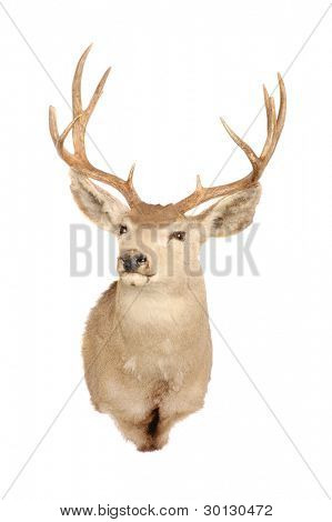 Udstopning mount af et muldyr hjorte (odocoilus hemionus)