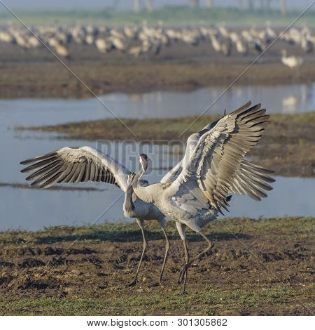Dancing Cranes. Common Crane In Birds Natural Habitats. Bird Watching In Hula Valley In Nature Reser