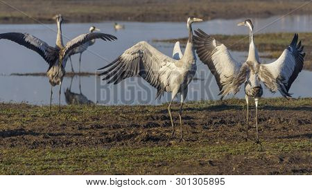 Dancing Cranes. Common Crane In A Natural Bird Habitat. Birdwatching In The Hula Valley At Sunrise