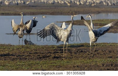 Dancing Cranes. Common Crane In Birds Natural Habitats. Bird Watching In Hula Valley