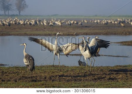 Dancing Cranes. Common Cranes In Birds Natural Habitats. Bird Watching In Hula Valley, Nature Reserv