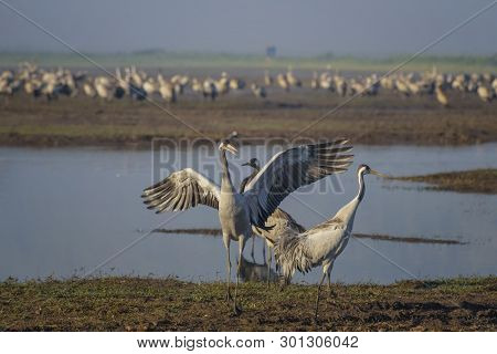 Dancing Cranes. Common Crane In Birds Natural Habitats. Bird Watching In Hula Valley In Northern Isr