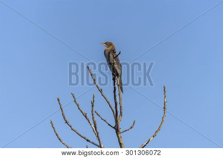 Mainland Great Cormorant, Phalacrocorax Carbo Sinensis In Natural Habitats. Wild Birds In Hula Valle