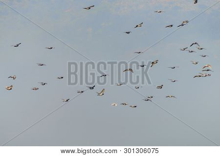 Flocks Of Pigeons In The Blue Sky. Bird Watching In Natural Habitats, Hula Valley In Israel. Nature