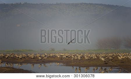 Dancing Cranes. Common Crane In Birds Natural Habitats. Bird Watching In Hula Valley In Israel. Floc