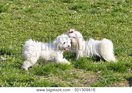 Small Dog Maltezer, In The Autumn Forest