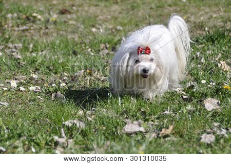 Small Dog Maltezer, In The Autumn Forest.