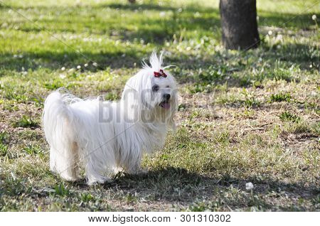 Small Dog Maltezer, In The Autumn Forest.