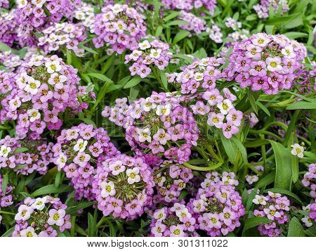 Close Up Of Bright Pink Sweet Alyssum In Summer Garden