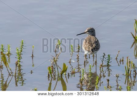 Sandpiper, Wood Sandpiper In Shallow Water (tringa Glareola) Wader Bird Sandpiper