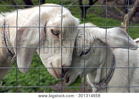 A Pair Of Gentel White Goats. Rural Scene