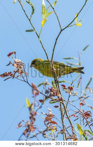 Greenfinch (carduelis Chloris) Perched On Tree