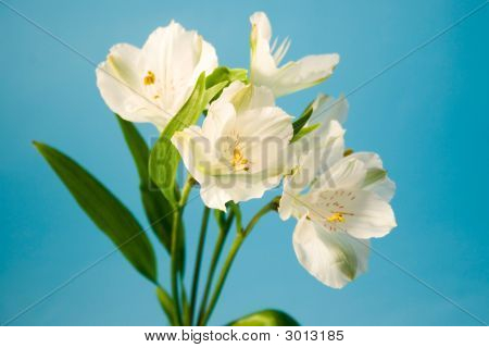 Fiori bianchi di Alstroemeria su sfondo bianco