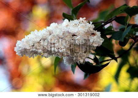 Summer Lilac Or Buddleia Davidii Or Butterfly-bush Or Orange Eye Flowering Plant With Fully Open Blo