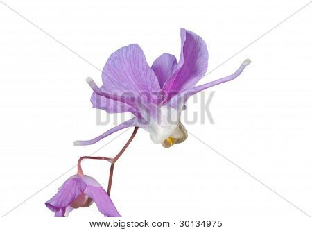 Blomster af Barrebwort