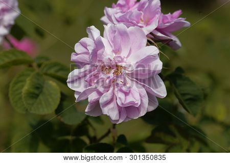Damask Rose (rosa Damascena)