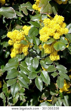 Trailing Mahonia (mahonia Aquifolium (pursh) Nutt.). Blossoming