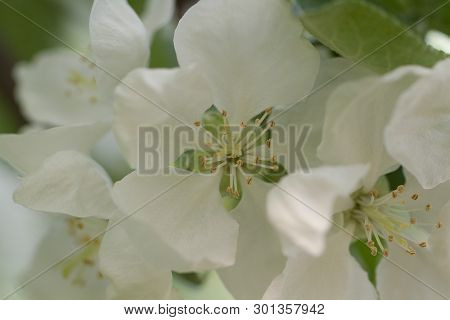 Beautiful Delicate White Flowers Of Apple Trees Blooming In The Spring Garden