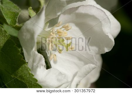 White Apple Flower In A Bright Sunny Garden