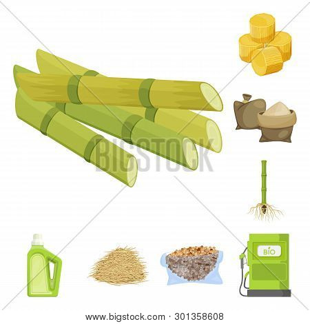 Vector Design Of Sugarcane And Cane Logo. Set Of Sugarcane And Field Vector Icon For Stock.