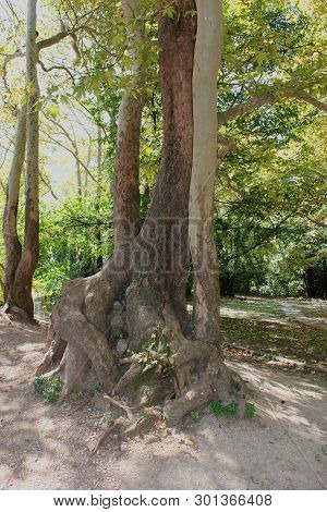 Agios Nikolaos Park Naousa Greece Europe