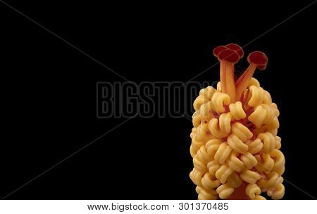Hibiscus Stamen