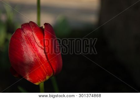 Red Tulip On Dark Background On The Sunset In The Park