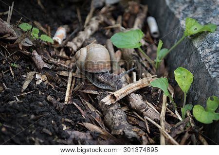 Snail Crawling On The Black Ground And Twings Near The Stone And Plants