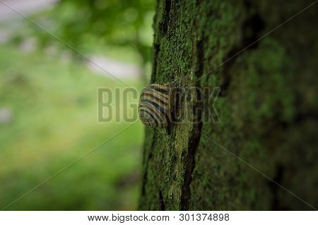 Snail On The Bark Of A Tree On The Street. Sits After The Rainю