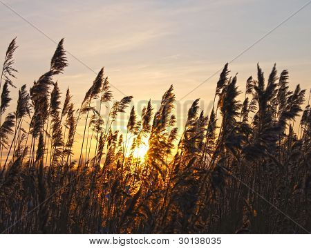 Schilf auf einen Sonnenuntergang im Winter.